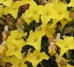 Oenothera flava