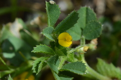 Medicago rugosa