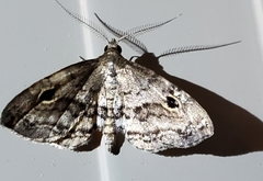 Melanomma auricinctaria