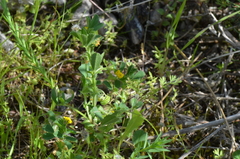 Medicago rugosa