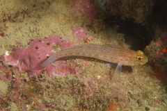 Gobius xanthocephalus