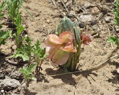 Tripterocalyx micranthus