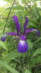 Iris reichenbachiana