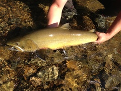 Salvelinus confluentus