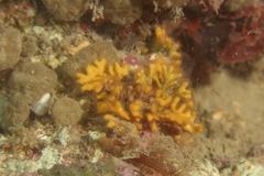 Frondipora verrucosa