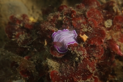 Prostheceraeus roseus