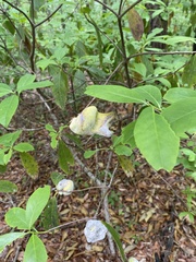 Exobasidium symploci