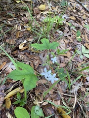 Cnidoscolus stimulosus