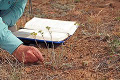 Ivesia aperta aperta