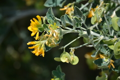 Medicago arborea