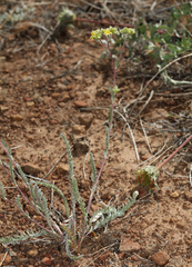 Ivesia aperta aperta