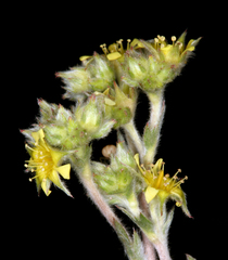 Ivesia aperta aperta
