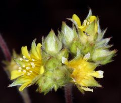Ivesia aperta aperta