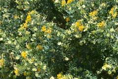 Medicago arborea