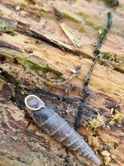 Macrogastra ventricosa