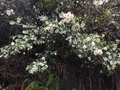 Camellia cuspidata