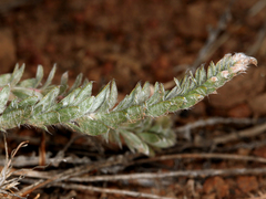 Ivesia aperta aperta