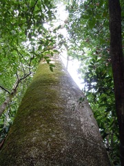 Cavanillesia platanifolia