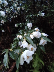Camellia cuspidata