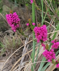 Erica pulchella