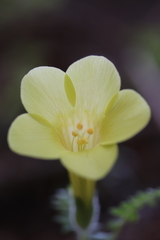 Polemonium pauciflorum melindae