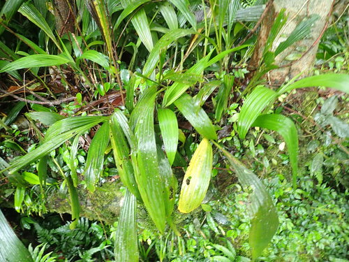 Calanthe densiflora iNat (3)