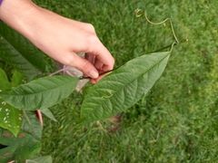 Passiflora ambigua