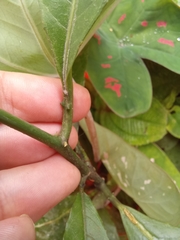 Passiflora ambigua