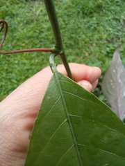 Passiflora ambigua