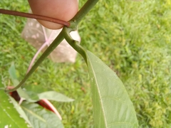 Passiflora ambigua