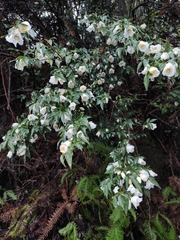 Camellia cuspidata