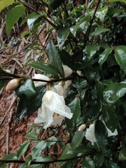 Camellia cuspidata