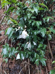Camellia cuspidata