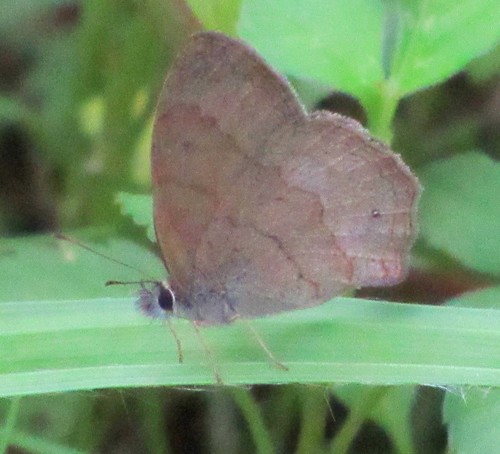 Paryphthimoides phronius