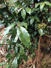 Camellia cuspidata