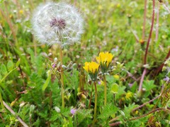 Taraxacum rubicundum