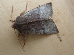 Orthosia pulchella