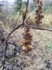 Mallotus apelta