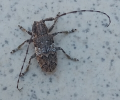 Mesosa nebulosa
