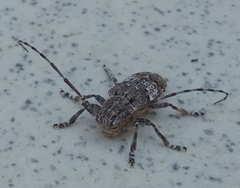Mesosa nebulosa