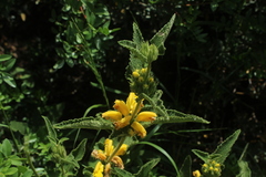 Phlomis viscosa