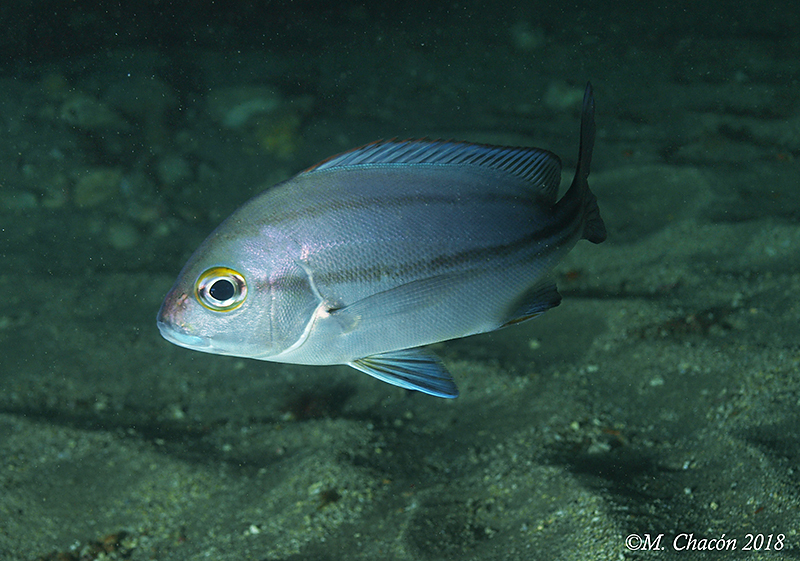 Rubberlip grunt (Plectorhinchus mediterraneus) — Haemulidae