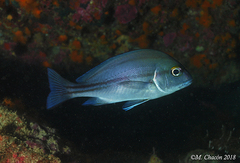 Plectorhinchus mediterraneus