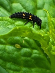 Hippodamia convergens