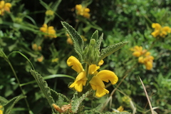 Phlomis viscosa