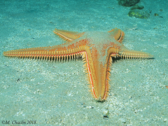 Astropecten aranciacus