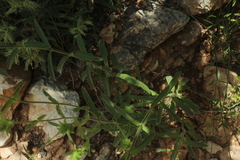 Sideritis perfoliata