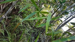 Flagellaria indica