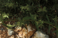Sideritis perfoliata