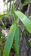 Flagellaria indica